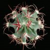 Echinocactus_parryi